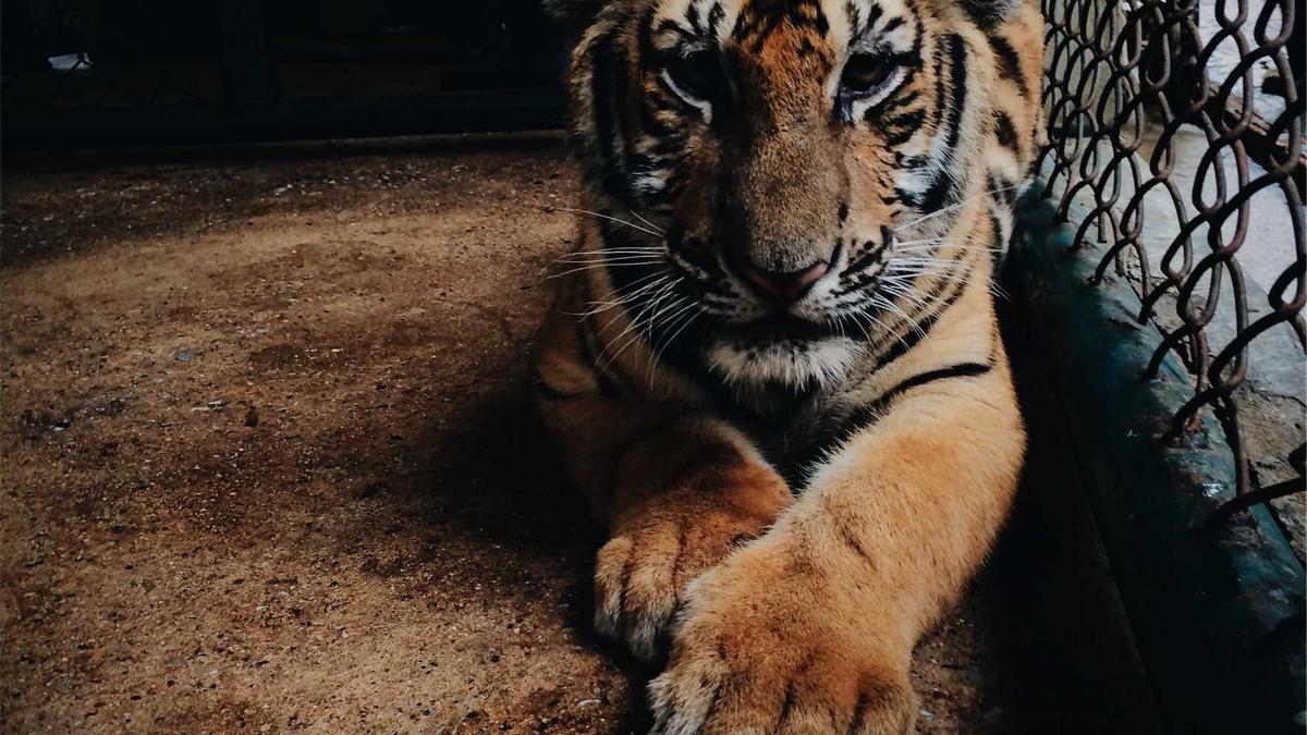 Attendance tracking and classroom check-in screens